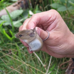 Wood Mouse