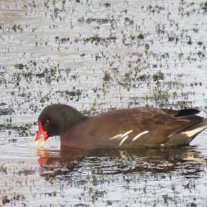 Moorhen