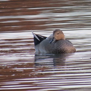 Gadwall