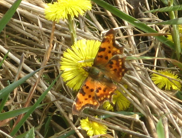 Comma on Coltsfoot (1)