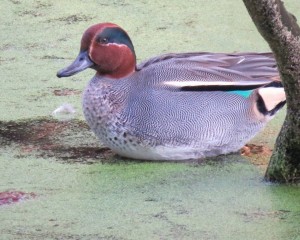 Common Teal Drake