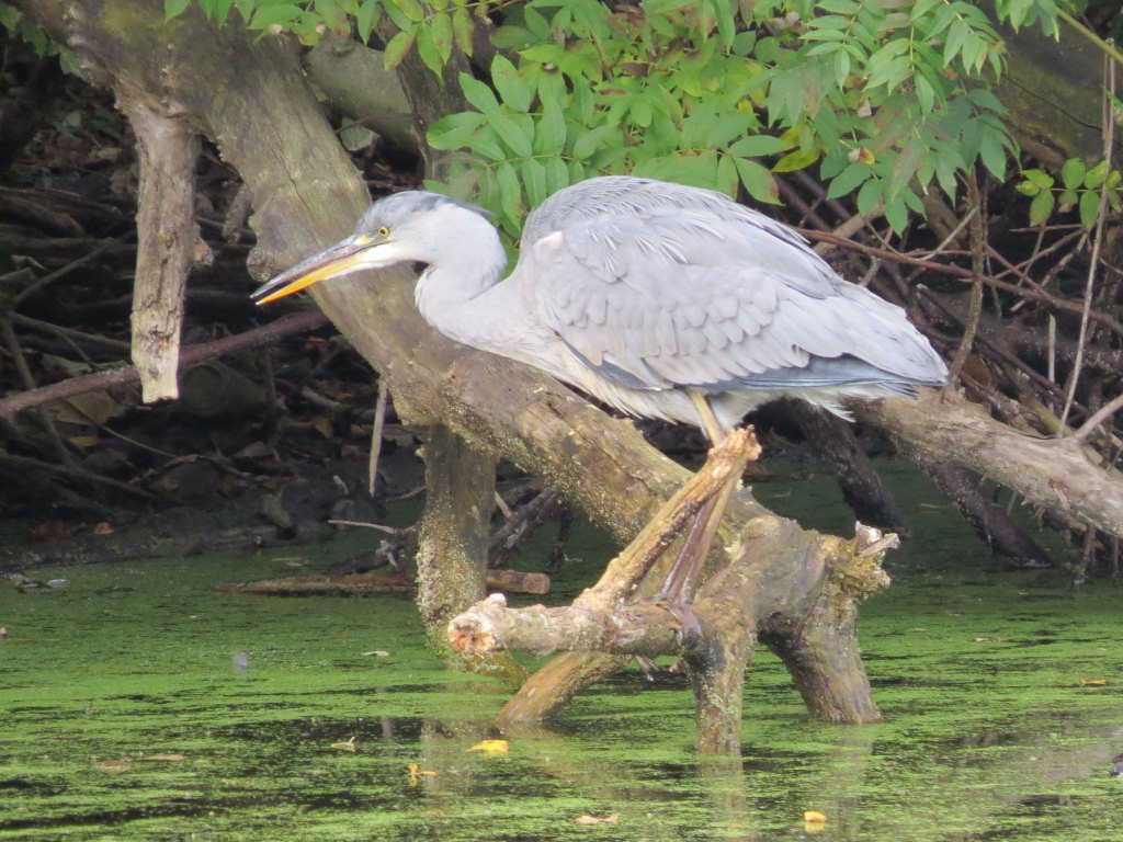 Grey Heron