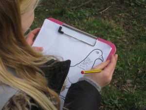 Drawing pigeons