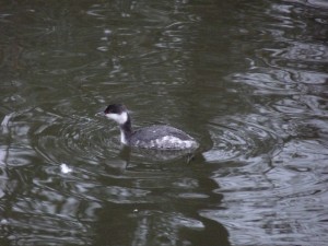 Slavonian Grebe - KH