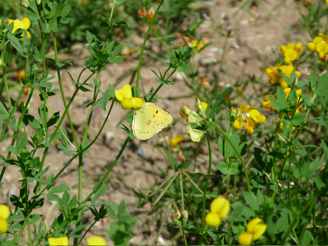 Clouded Yellow