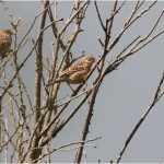 corn_bunting